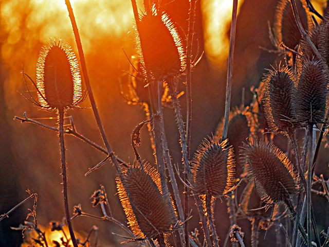 Green shoots: on winter berries and birds