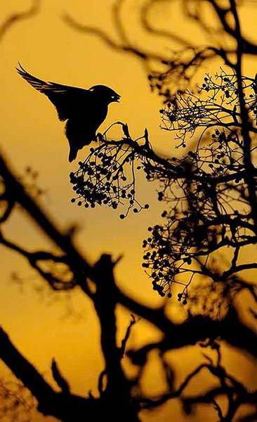 Green shoots: on winter berries and birds