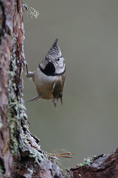 Green shoots: on winter berries and birds