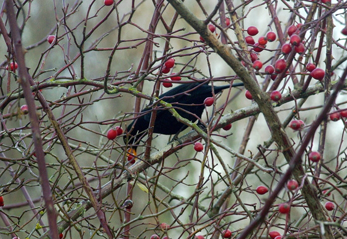 Green shoots: on winter berries and birds