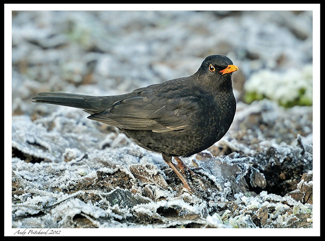 Green shoots: on winter berries and birds