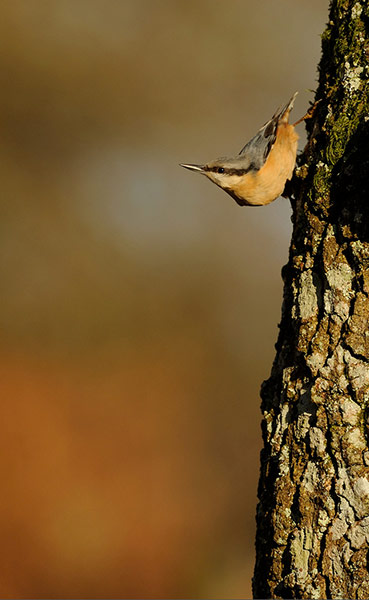 Green shoots: on winter berries and birds