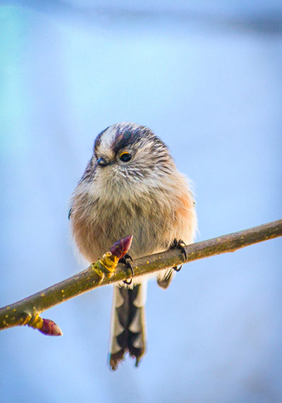 Green shoots: on winter berries and birds