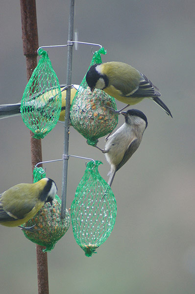 Green shoots: on winter berries and birds