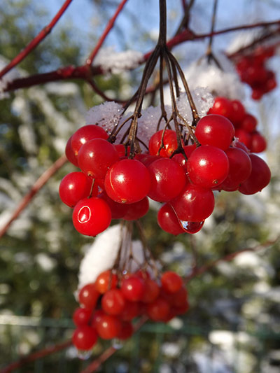 Green shoots: on winter berries and birds