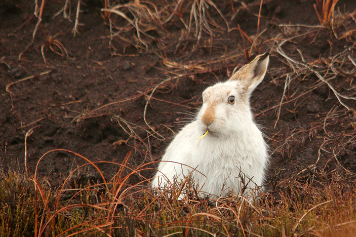 Green shoots: on winter berries and birds