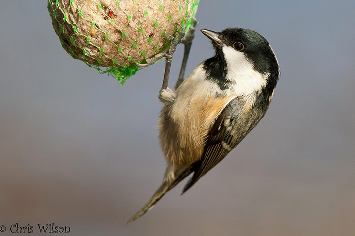 Green shoots: on winter berries and birds