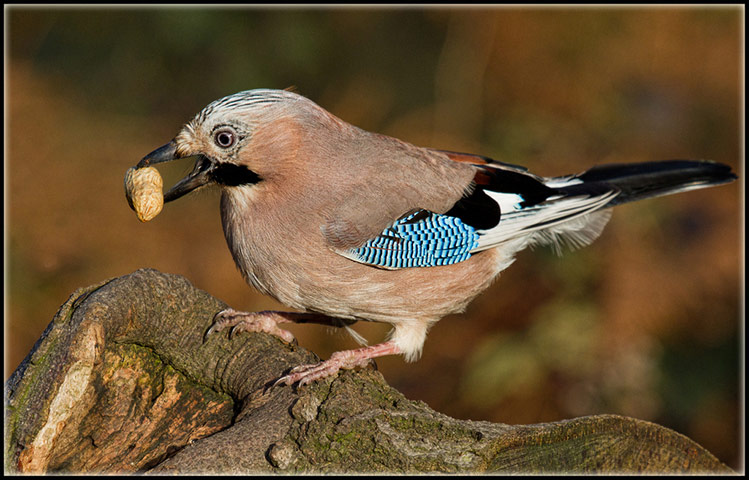 Green shoots: on winter berries and birds