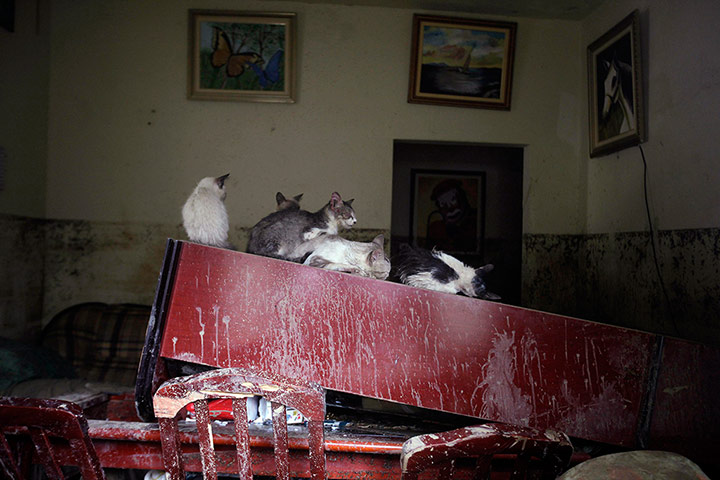 20 Photos: Cats are seen at a damaged house after the floods of the Capivari river