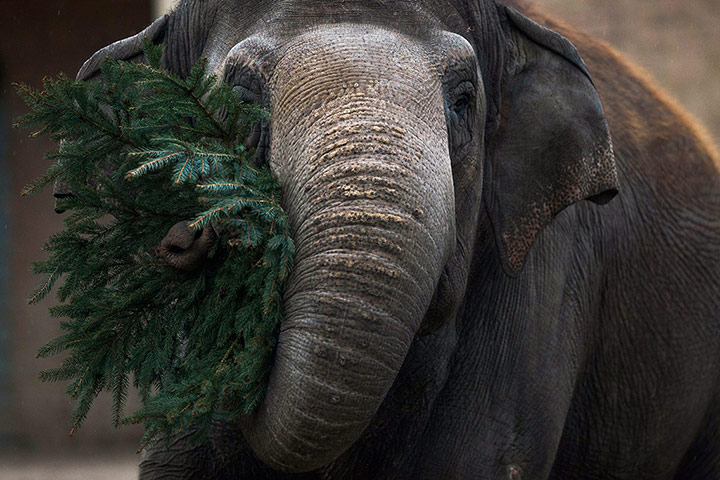 20 Photos: At Berlin Zoo an elephant eats at the annual feeding of Christmas trees