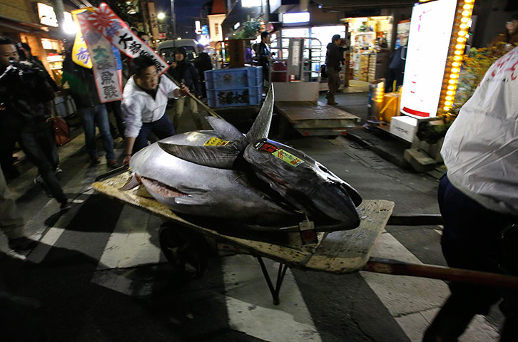 tuna: Kiyomura Co's employees push a cart carrying the 222kg fish