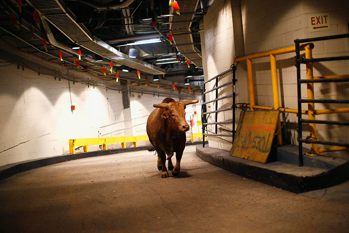 24 Hours: A bull walks in a corridor before it is brought into Madison Square Garden