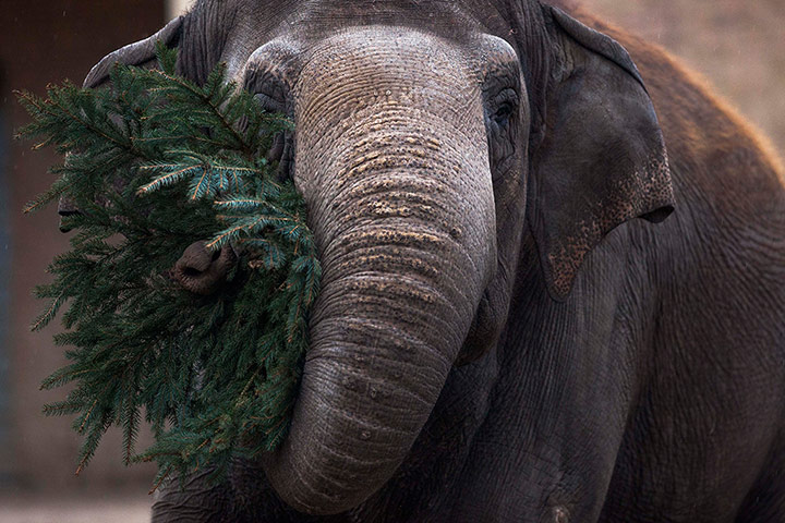 24 Hours: An elephant eats a Christmas tree at Berlin Zoo