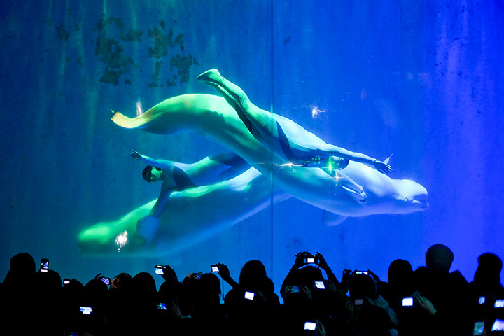 24 hours: Harbin, China: Divers perform with Beluga whales 