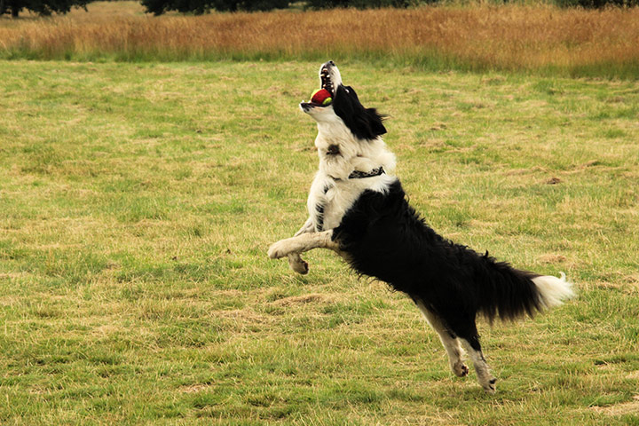 Your Pictures: stamina: Our daughter’s dog, has the most amazing stamina running after ball