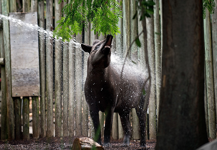 Australia heatwave: Tiqui, a brazilian tapir is given a shower in its enclosur