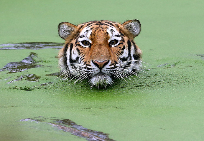 24 hours: Duisburg, Germany: A young Siberian tiger swims
