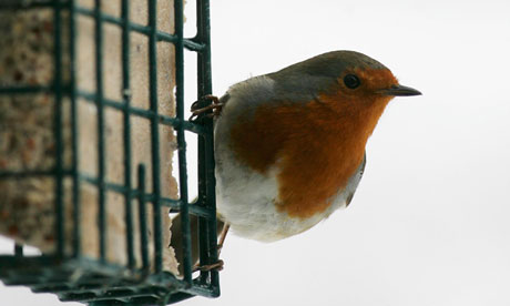 RSPB supporter database impact