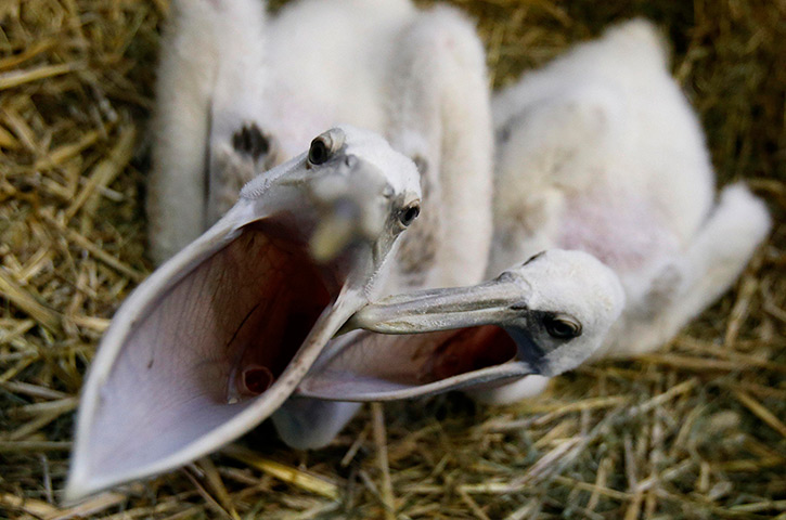 24 hours in pictures: One month old pelicans at the Berlin Tierpark zoo