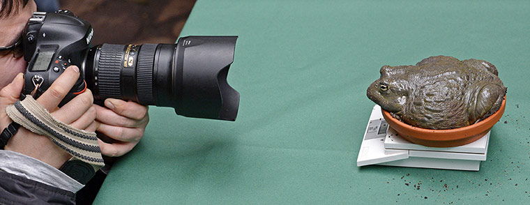 Lighter Look: An African bullfrog during the stocktake at Dresden Zoo,