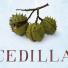 10 best: Cedilla