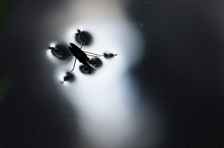 WildPhoto 2013: Jodie Randall