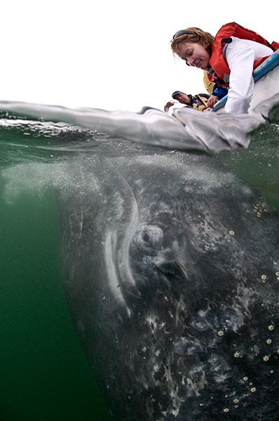 WildPhoto 2013: Grey whale