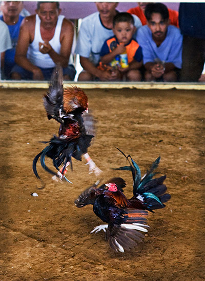 WildPhoto 2013: David Tipling