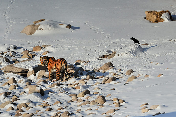 WildPhoto 2013: Amur tiger
