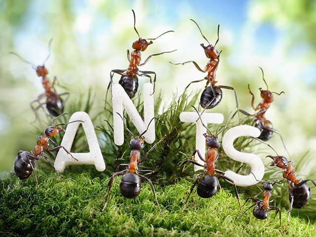 Ants: The Miniature World Of Red Forest Ants