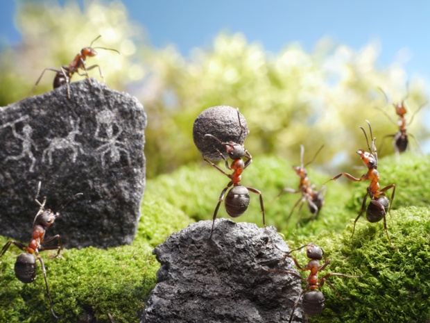 Photographer Andrey Pavlov gives us a glimpse into the miniature world of ants in a scene cleverly constructed in his garden in Moscow. After placing tiny props in the path of a colony of red forest ants, he waited patiently for the opportune moment for the insects to fall into formation to bring the scene alive.