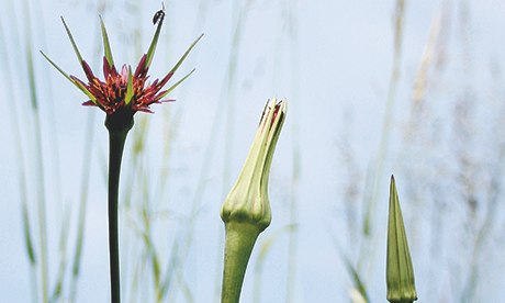 Alys Fowler: salsify