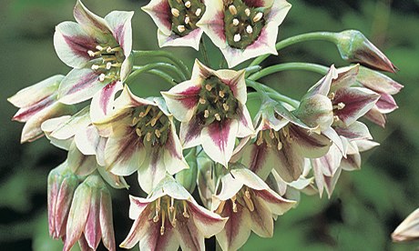 Plant of the week: Allium 'Summer Bells'