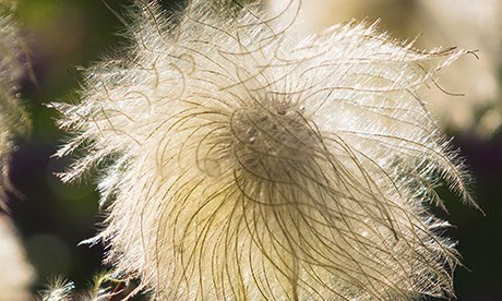 Gardens: mellow yellow