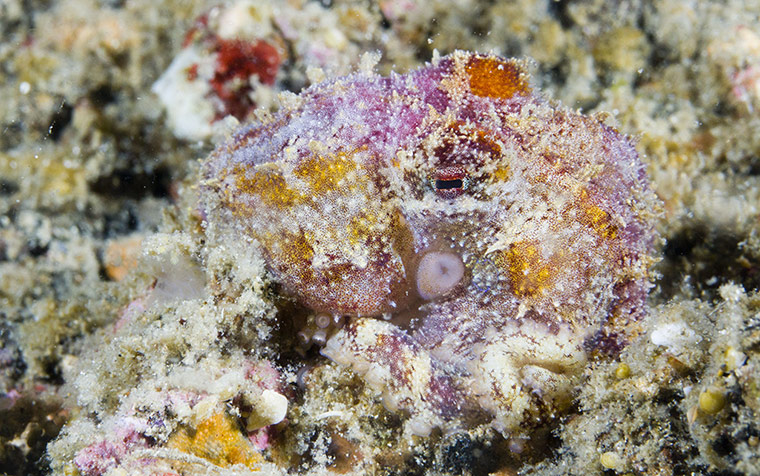 Week in Wildlife: Poison Ocellate Octopus - Octopus mototi