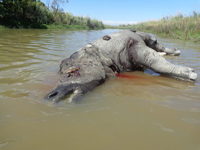 Week in Wildlife: One-Horned Rhinoceros Killed By Poachers In India