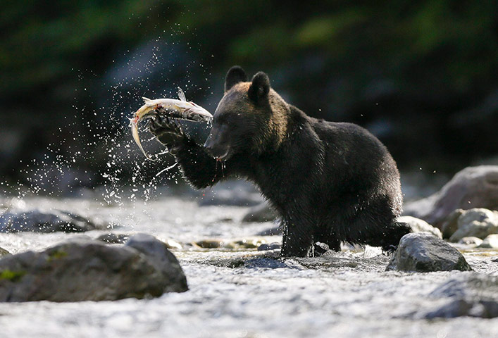 Week in Wildlife: Japan's brown bears take salmon running on a Shiretoko river
