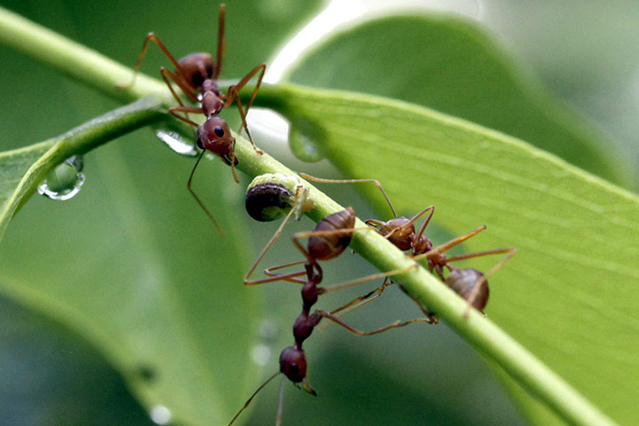 Week in Wildlife: The caterpillar of the Red Spot butterfly guarded by a swarm of red ants