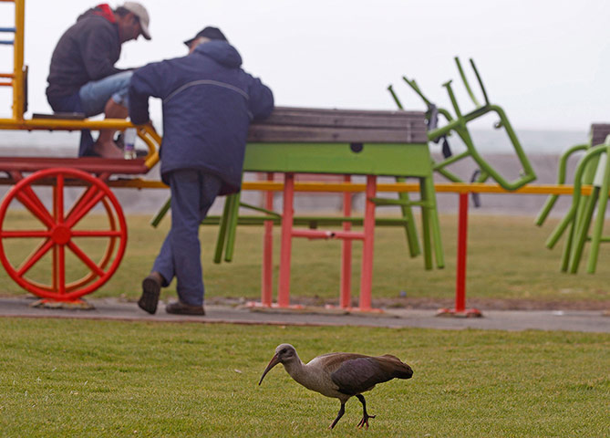 Week in Wildlife: Hadeda Ibis bird walks in a park