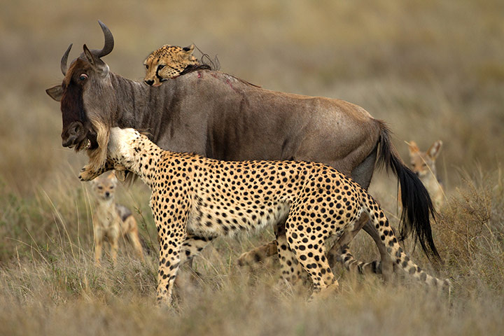 Week in Wildlife: Cheetahs Hunt Wildebeest