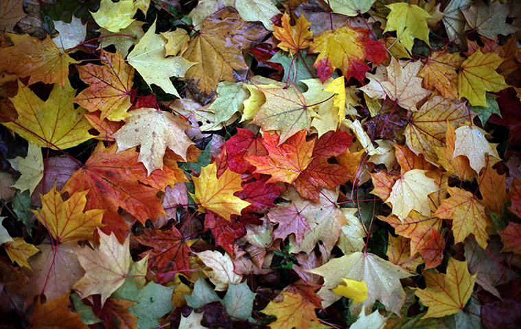 Week in Wildlife: Fallen leaves in autumn colors lie on the ground in Munich, Germany