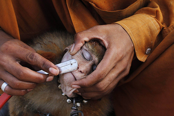 20 Photos: A man shaves his monkey before it performs tricks for money in Lahore
