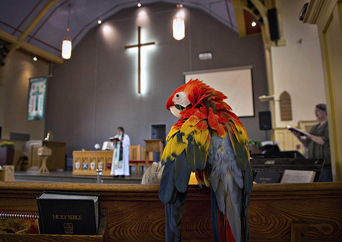20 Photos: A scarlet macaw is perched on a pew in a church in North Vancouver