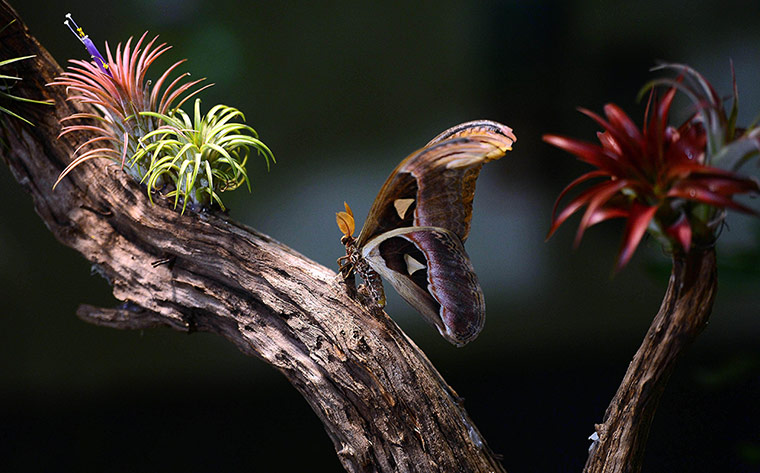 20 Photos: An atlas moth lands on a tree branch in the American Natural History Musem