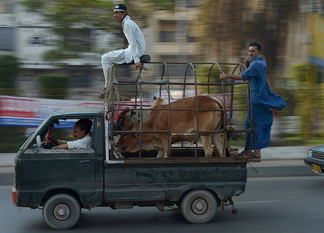 Weekend in pictures: Karachi, Pakistan: Men transport a bull from an animal market before the Muslim festival Eid al-Adha, also known as the Feast of Sacrifice