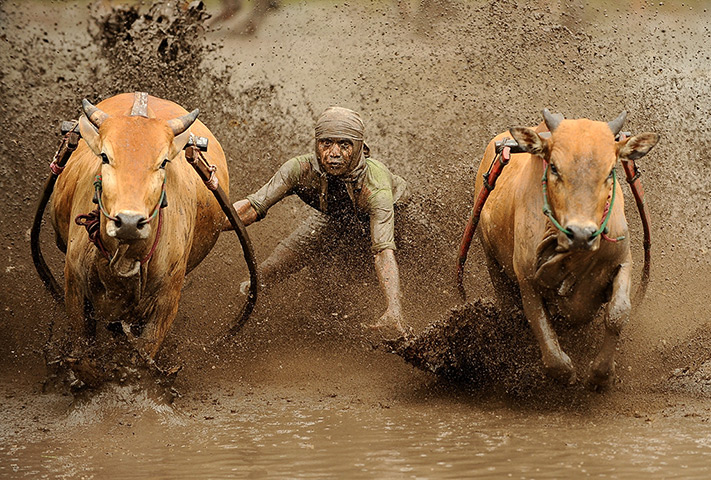 Weekend in pictures: Batusangkar, Indonesia: A jockey with cows as they race in muddy rice fields to celebrate the end of the harvest season 