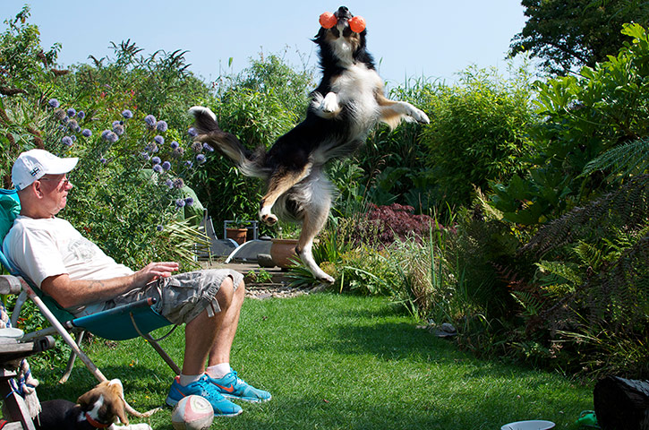 Dog Photographer: dogs at play