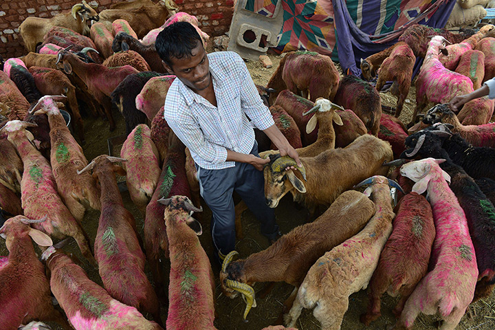 Eid al-Adha: A vendor handles a goat at a livestock market in Hyderabad, India