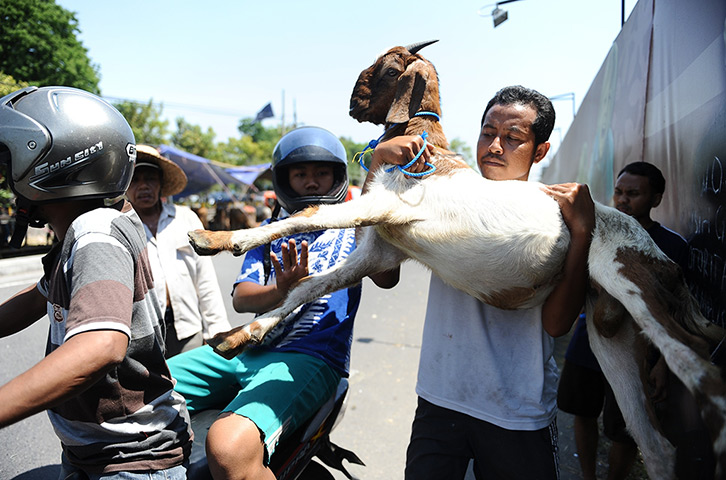 Eid al-Adha: A man lifts a goat onto a motorcycle in Surabaya, Indonesia