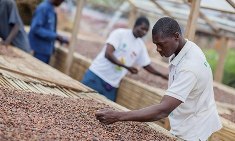 Cocoa beans solar drier